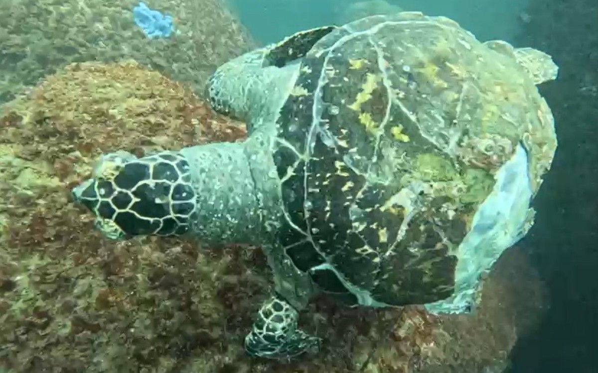 Tortugas marinas mueren atrapadas por residuos de papalotes en la Bahía de Acapulco
