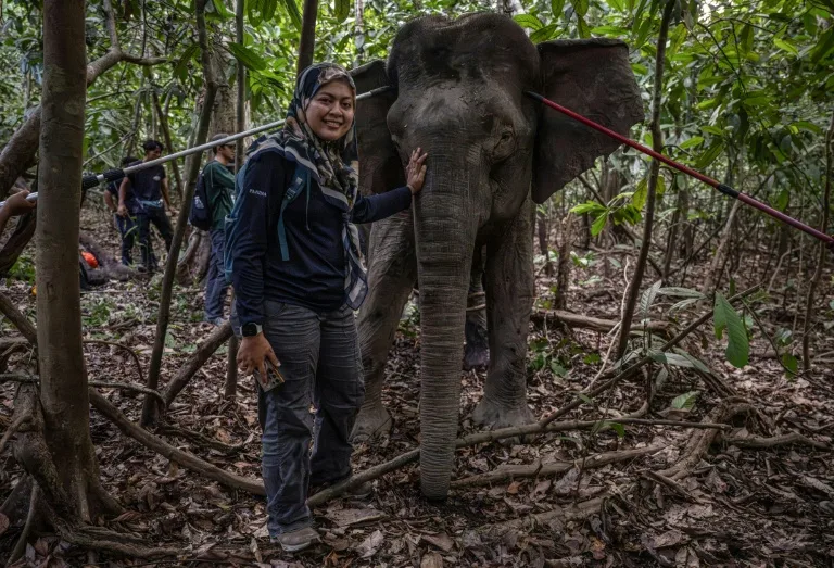 La mujer que sigue a los elefantes de Borneo para evitar que desaparezcan