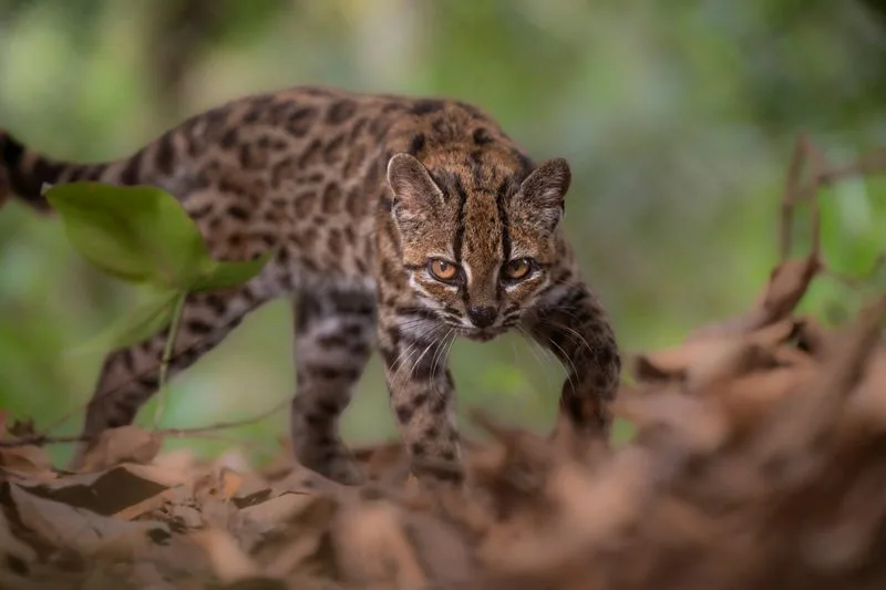 Descubren en Bolivia un pequeño felino que permaneció oculto para la ciencia durante millones de años
