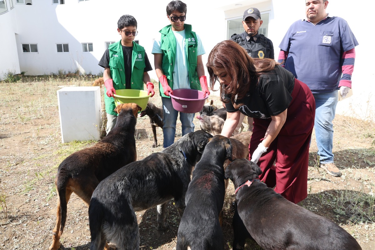Gobierno capitalino abre proceso de adopción para animales rescatados y bajo resguardo