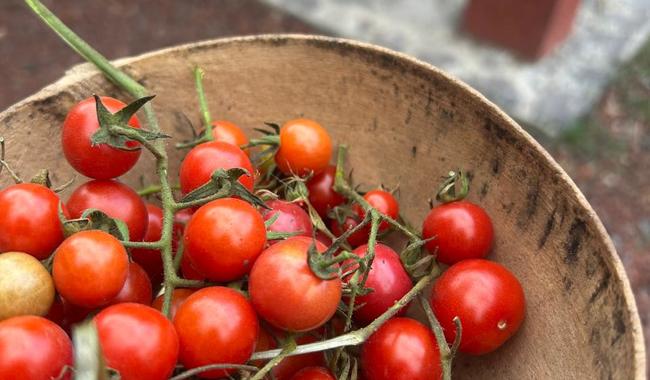 Jitomates, salsas y semillas criollas: Los Pinos tendrá una feria para celebrar un ingrediente esencial de la cocina mexicana